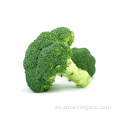 Polvo de brócoli FD vegetal de calidad alimentaria de alta calidad